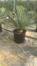 Yucca Rostrata Blue 