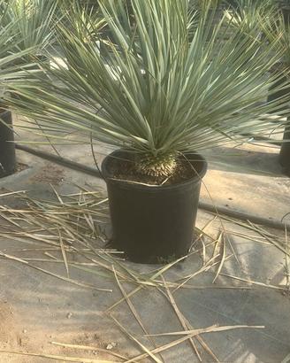 Yucca Rostrata Blue 