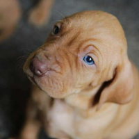 Cuccioli Bracco Ungherese / Vizsla