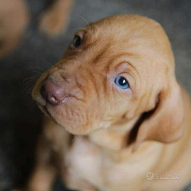 Cuccioli Bracco Ungherese / Vizsla