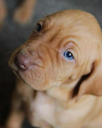 Cuccioli Bracco Ungherese / Vizsla
