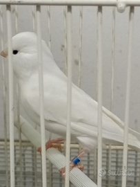 Canarino maschio bianco recessivo