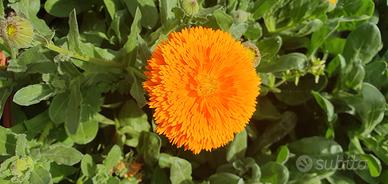 500 semi di calendula officinale