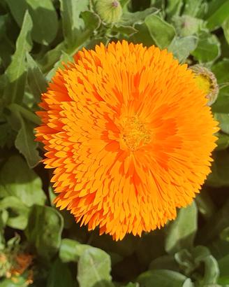500 semi di calendula officinale