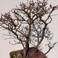 BONSAI E PREB0NSAI DI CARPINO E FAGGIO