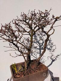 BONSAI E PREB0NSAI DI CARPINO E FAGGIO