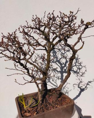 BONSAI E PREB0NSAI DI CARPINO E FAGGIO