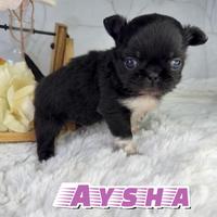 Piccola aysha chihuahua pelo lungo pedigree
