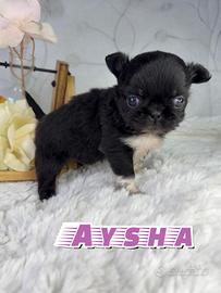 Piccola aysha chihuahua pelo lungo pedigree