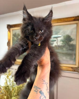 Maine Coon