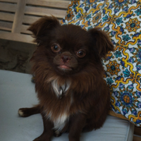 Chihuahua a pelo lungo pedigree ENCI