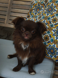 Chihuahua a pelo lungo pedigree ENCI