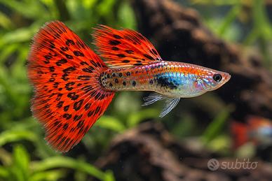 Guppy - Pesce Tropicale