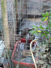 Disponibili mandarini