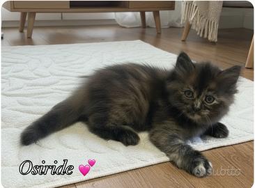 Gattina Siberiana ipoallergenica Osiride