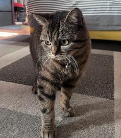 Splendida British Shorthair Black Tabby
