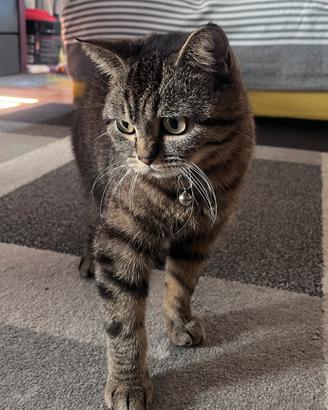 Splendida British Shorthair Black Tabby