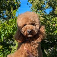 Barboncino Nano - Pedigree ENCI - per Monta