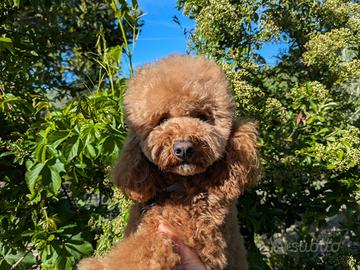 Barboncino Nano - Pedigree ENCI - per Monta