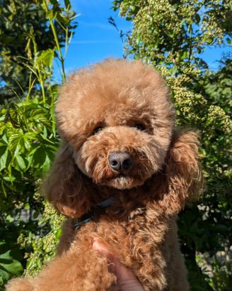 Barboncino Nano - Pedigree ENCI - per Monta