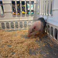 Maialino Nano Domestico