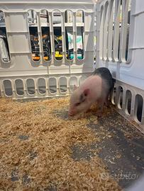 Maialino Nano Domestico