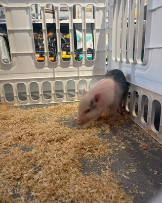 Maialino Nano Domestico