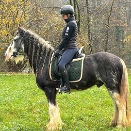 Bravissimo Gypsy vanner