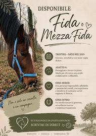Cavallo in mezza fida _ fida