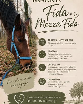 Cavallo in mezza fida _ fida
