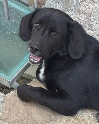 Cucciolo di cocker / border collie