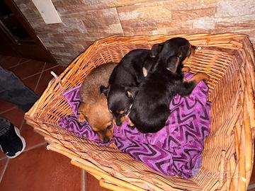 Cuccioli di Pinscher
