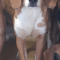 Cucciolone segugio maremmano con Pedigree
