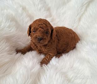 Barboncini red asiatici mini toy