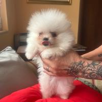 Spitz tedesco nano/pomerania