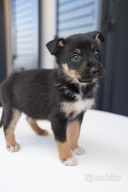 Cucciolo di Border Collie