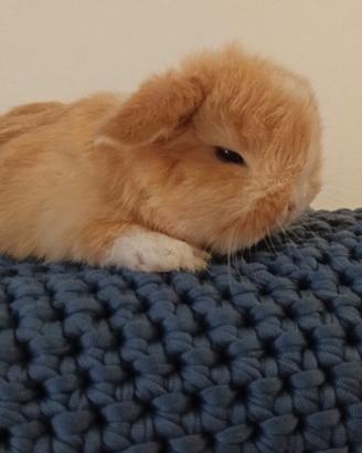 Mini Lop conigli