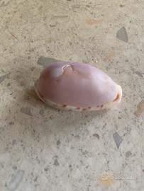 Conchiglie da collezione