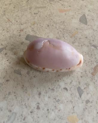 Conchiglie da collezione