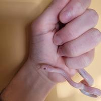 Baby serpente del grano blizzard (P. guttatus)