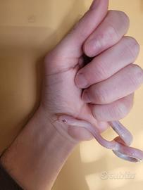 Baby serpente del grano blizzard (P. guttatus)