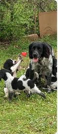 Cuccioli di Breton Bianco Nero