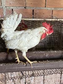 Galline livornesi