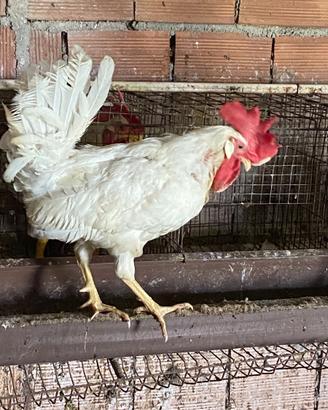 Galline livornesi