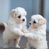 Maltesina femmina toy