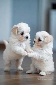 Maltesina femmina toy