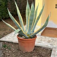 Agave variegata