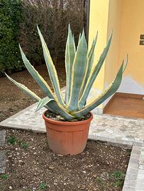 Agave variegata