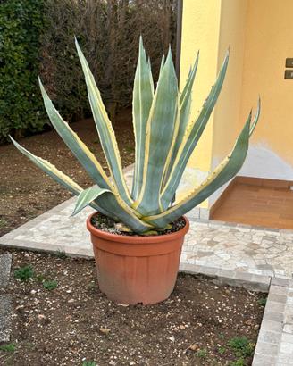 Agave variegata