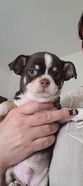 Chihuahua cucciolo